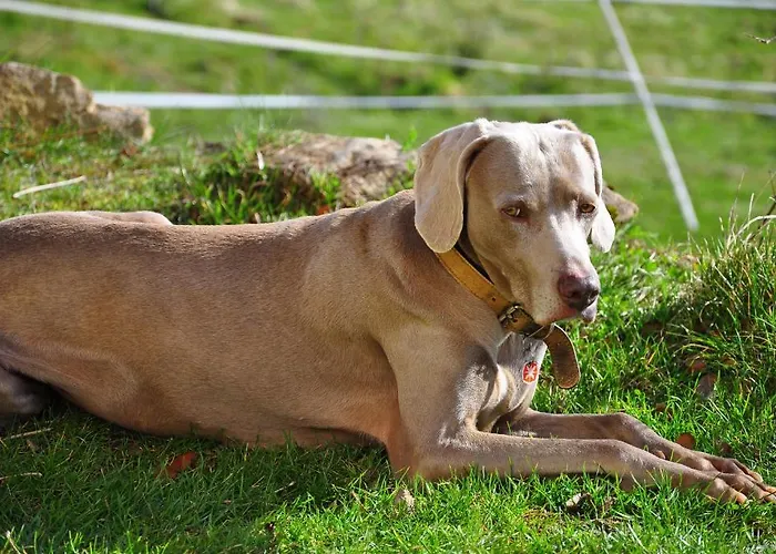 Auberge Du Ruxelier Hotel