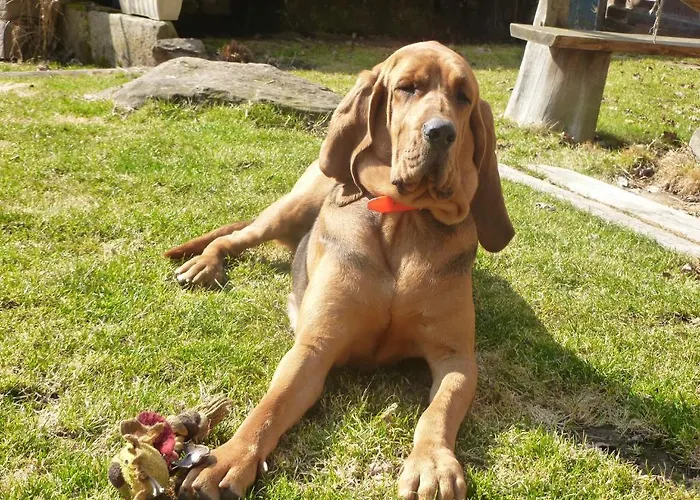 Auberge Du Ruxelier 3* Cheniménil